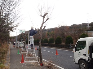 兵庫県 街路樹管理作業