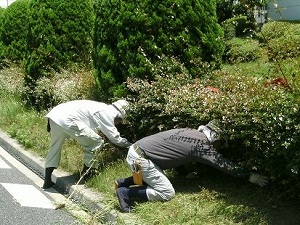 兵庫県 街路樹管理作業