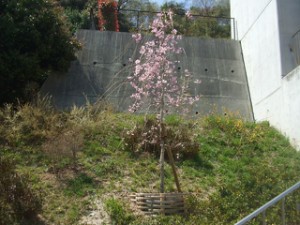 planting_img015